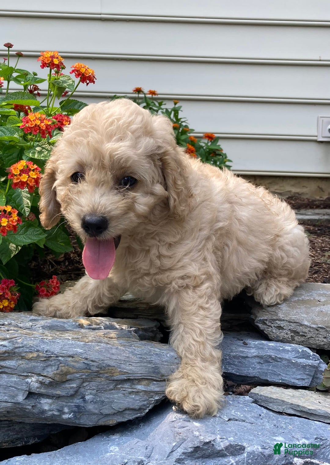 Labradoodle dogs for sale: Maxwell - Image 7