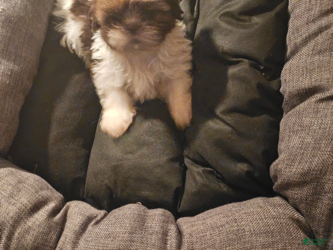 Shih Tzu dogs for sale: Not Named - Image 7
