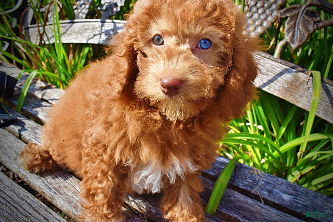 Havapoo dogs for sale: Ginger - Image 11