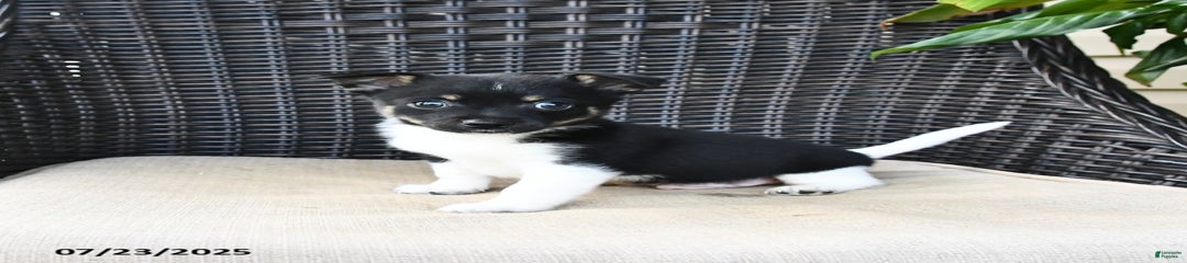 Ninja