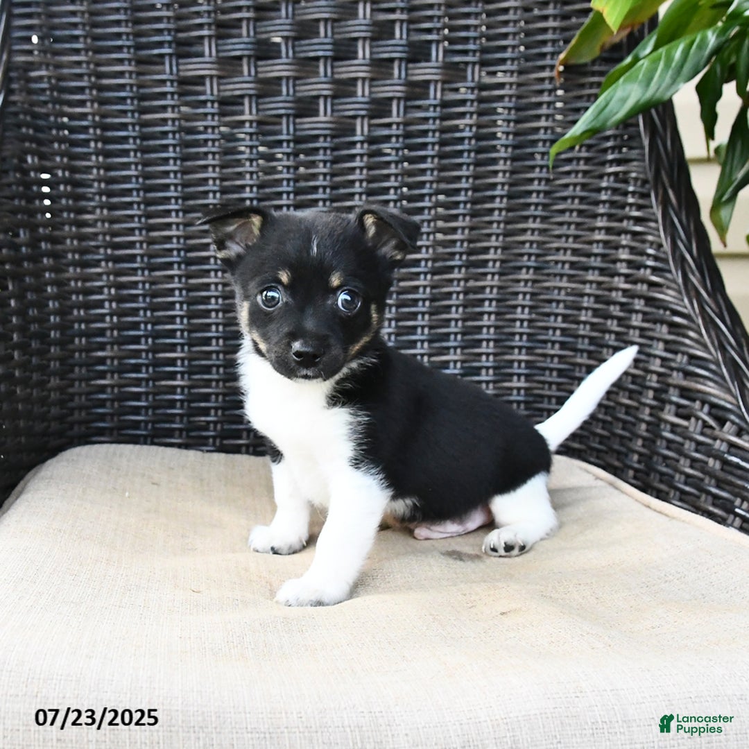 Pomeranian dogs for sale: Ninja - Image 1
