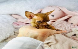 Chihuahua dogs for sale: Flower Teacup Chocolate - Image 1