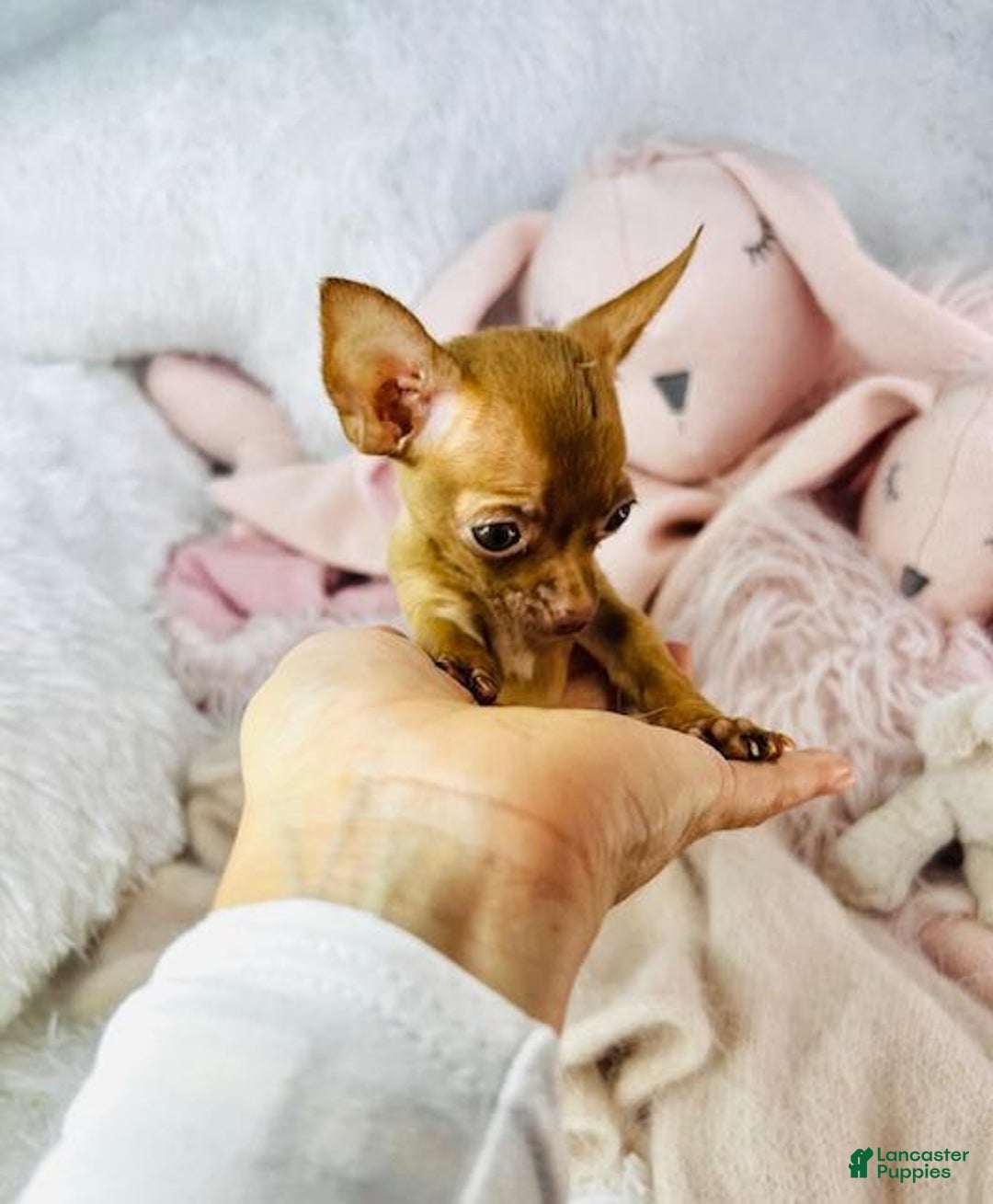 Chihuahua dogs for sale: Flower Teacup Chocolate - Image 1
