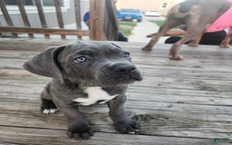 Cane Corso dogs for sale: Daisy - Image 4