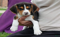 Beagle dogs for sale: Kirby - Image 11