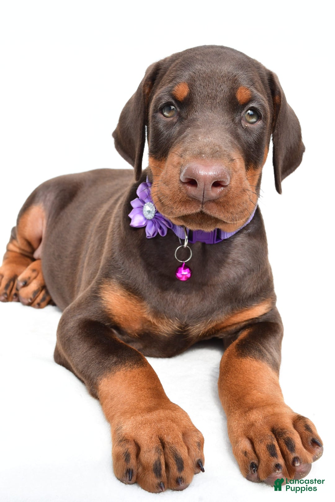 Doberman Pinscher dogs for sale: Marsha - Image 6