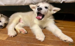 Alaskan Malamute dogs for sale: Yukon - Image 5