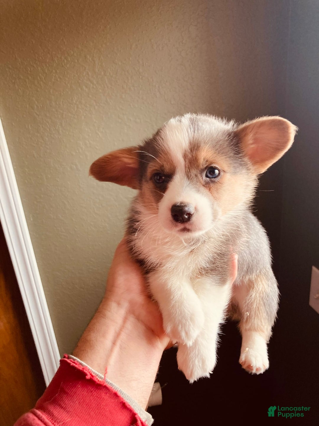 Welsh Corgi Pembroke dogs for sale: Bluie Girl - Image 10