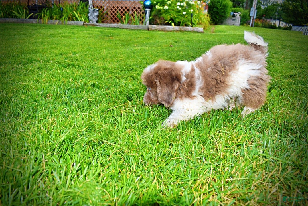 Havapoo dogs for sale: Bambam - Image 1