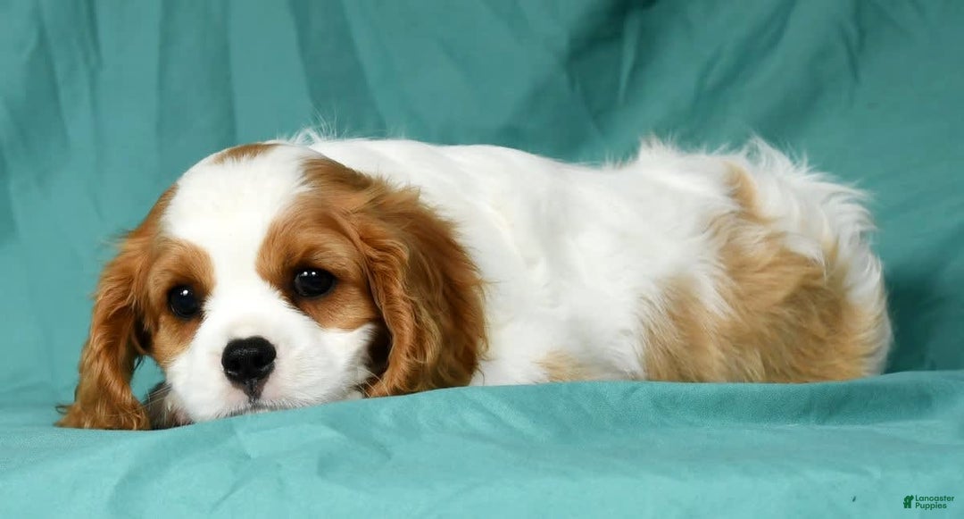 Cavalier King Charles Spaniel dogs for sale: Isaiah - Image 9