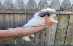 Malshi dogs for sale: Missy - Image 1
