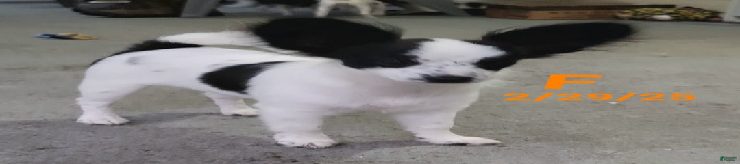 Stella