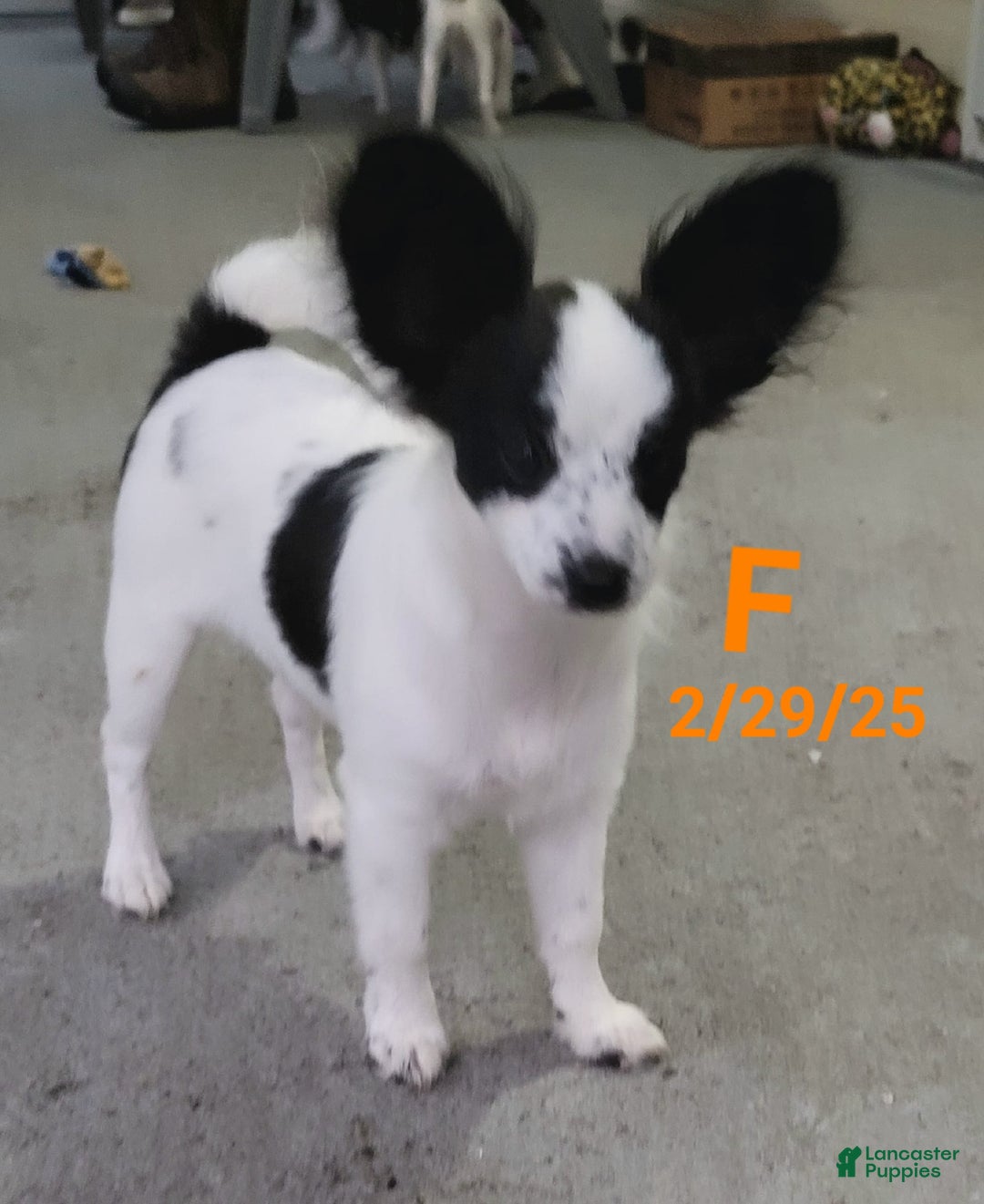 Papillon dogs for sale: Stella - Image 1