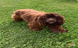 Cocker Spaniel dogs for sale: Max - Image 6