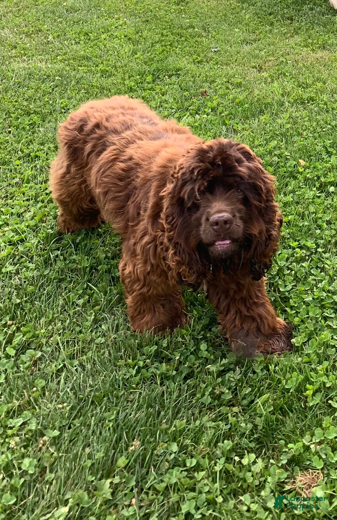 Cocker Spaniel dogs for sale: Max - Image 6
