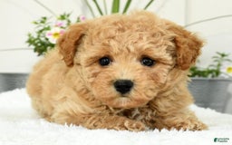 Bichpoo dogs for sale: Ivory - Image 3
