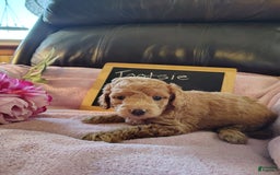 Mini Goldendoodle dogs for sale: Tootsie - Image 2