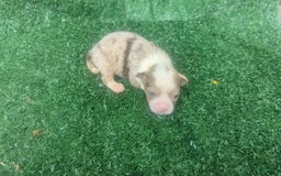 Chihuahua dogs for sale: Lilac Merle - Image 4