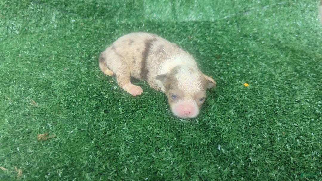 Chihuahua dogs for sale: Lilac Merle - Image 4
