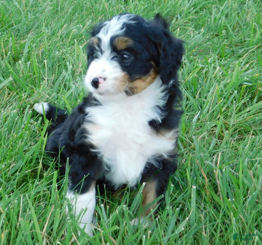 Mini Bernedoodle dogs for sale: Kelsey - Image 6