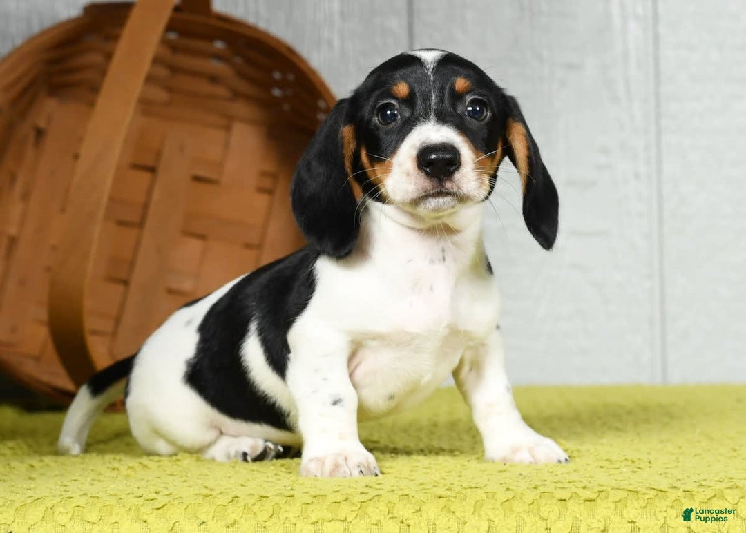 Miniature Dachshund dogs for sale: Buster - Image 1