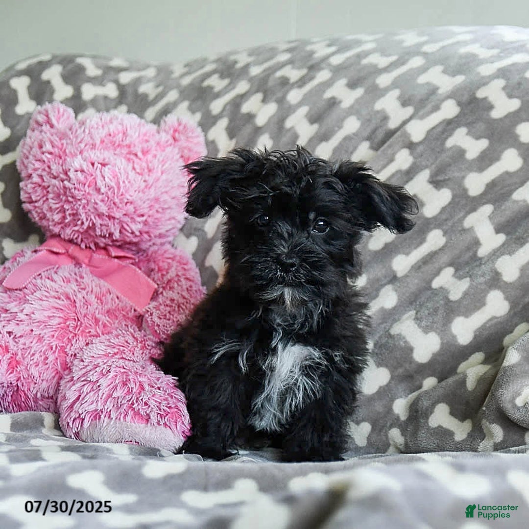 Shorkie dogs for sale: Charles - Image 6