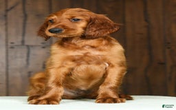 Irish Setter dogs for sale: Mack - Image 6