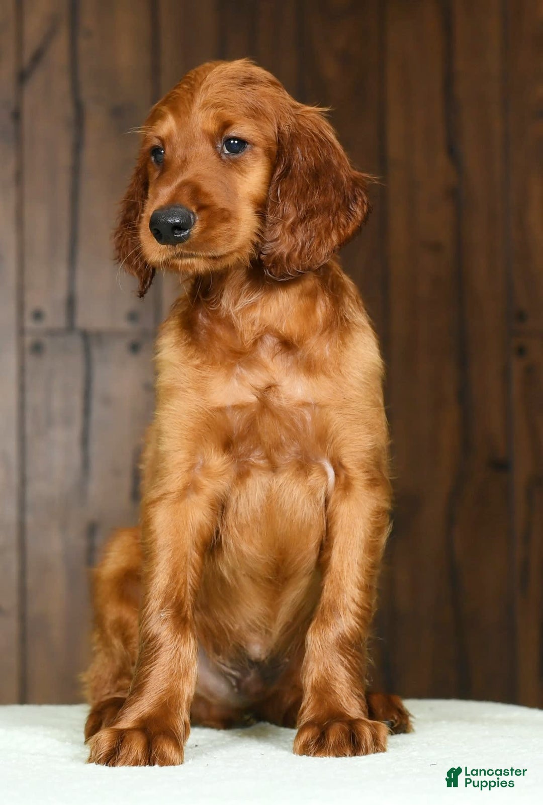 Irish Setter dogs for sale: Mack - Image 6