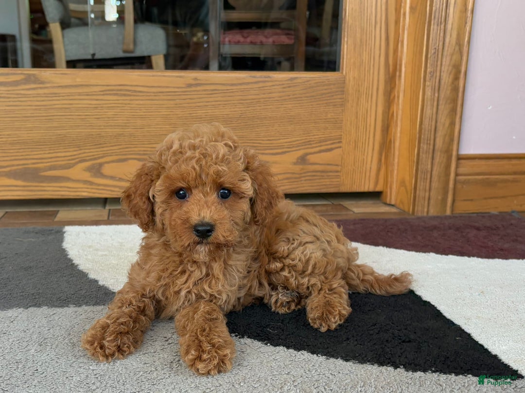 Cockapoo dogs for sale: Terrance - Image 2