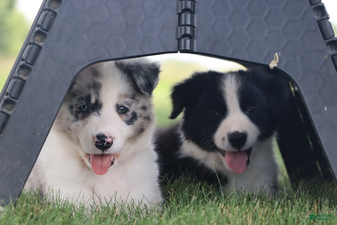 Border Collie dogs for sale: Diesel - Image 1