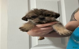 Shih Tzu dogs for sale: Penny - Image 1