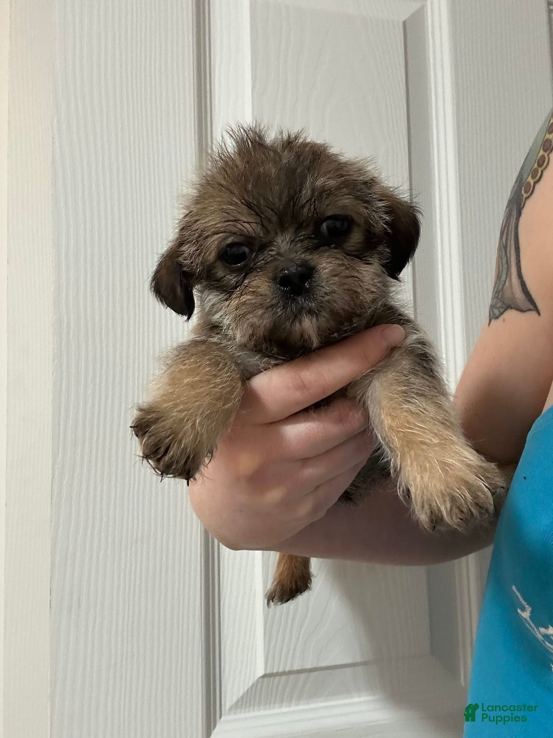 Shih Tzu dogs for sale: Penny - Image 1