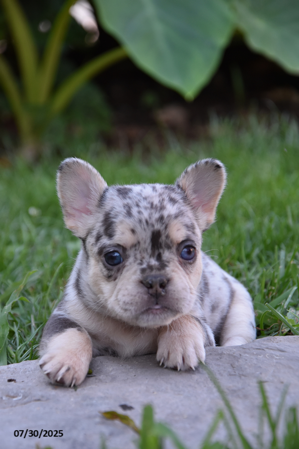 French Bulldog dogs for sale: Kendra - Image 1