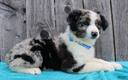 Miniature Australian Shepherd dogs for sale: Marshall - Image 10
