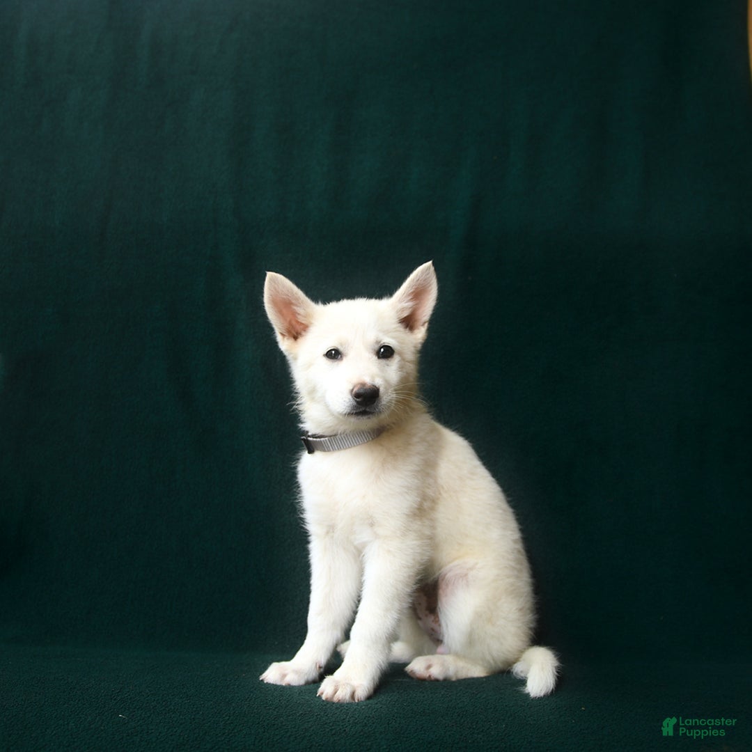 American Eskimo dogs for sale: Teagan - Image 3