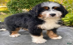 Mini Bernedoodle dogs for sale: 💚 In Boston Massachusetts 💚 Traditional Tri Color 💚 Mini Bernedoodle 💚 - Image 11