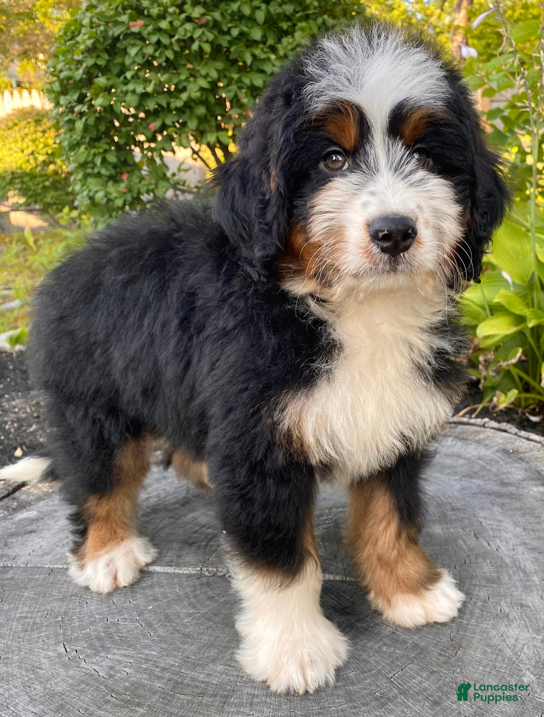 Mini Bernedoodle dogs for sale: 💚 In Boston Massachusetts 💚 Traditional Tri Color 💚 Mini Bernedoodle 💚 - Image 11