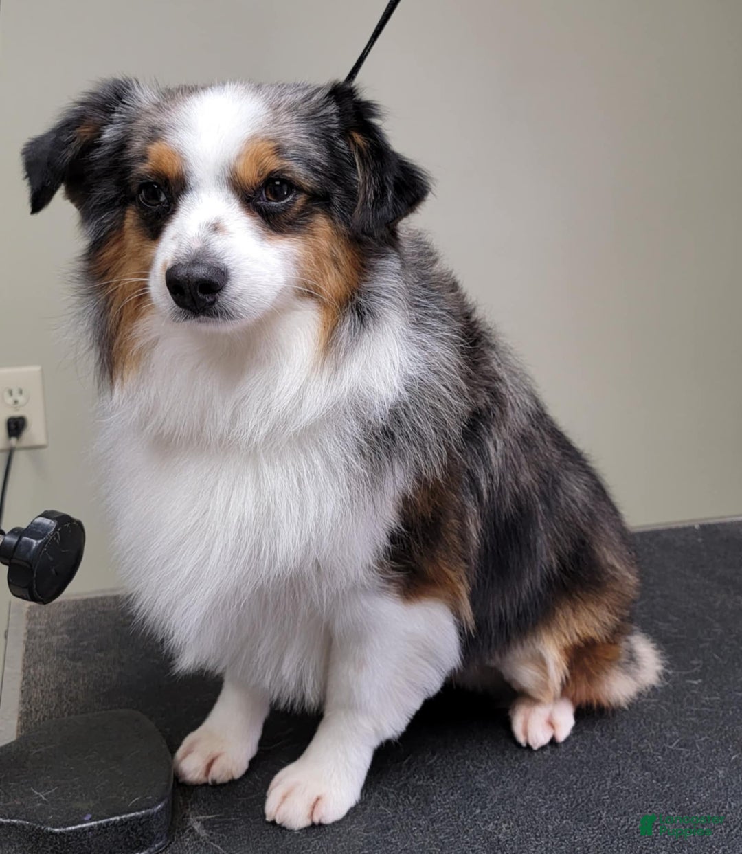 Miniature Australian Shepherd dogs for sale: Black Tri Male 3 - Image 7