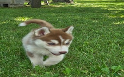 Siberian Husky dogs for sale: Glory - Image 7