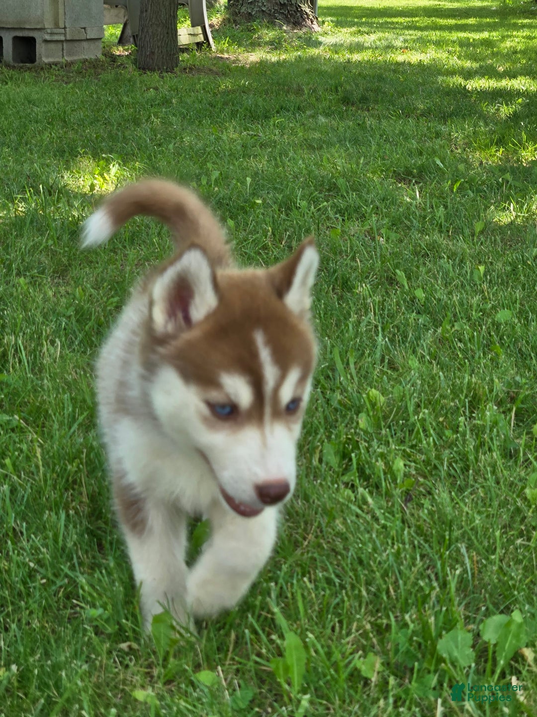 Siberian Husky dogs for sale: Glory - Image 7