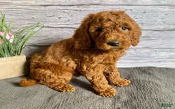 Mini Goldendoodle dogs for sale: Hazel - Image 2