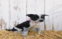 Australian Cattle Dog dogs for sale: Freckles - Image 2