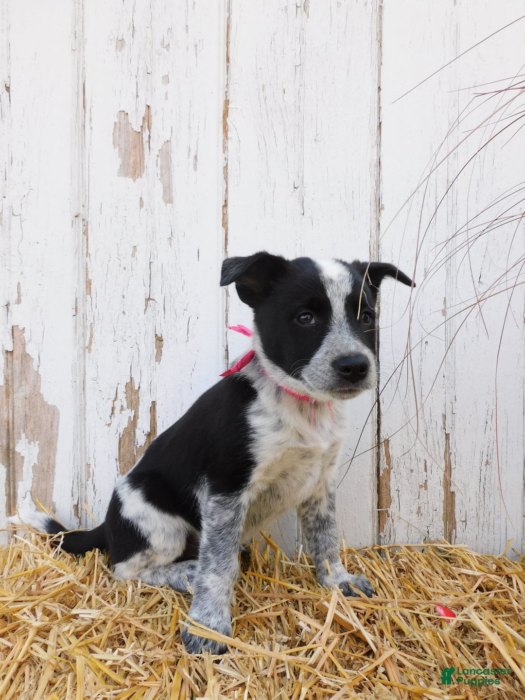 Australian Cattle Dog dogs for sale: Freckles - Image 2