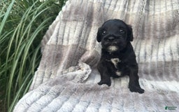 Schnoodle dogs for sale: Raleigh - Image 2