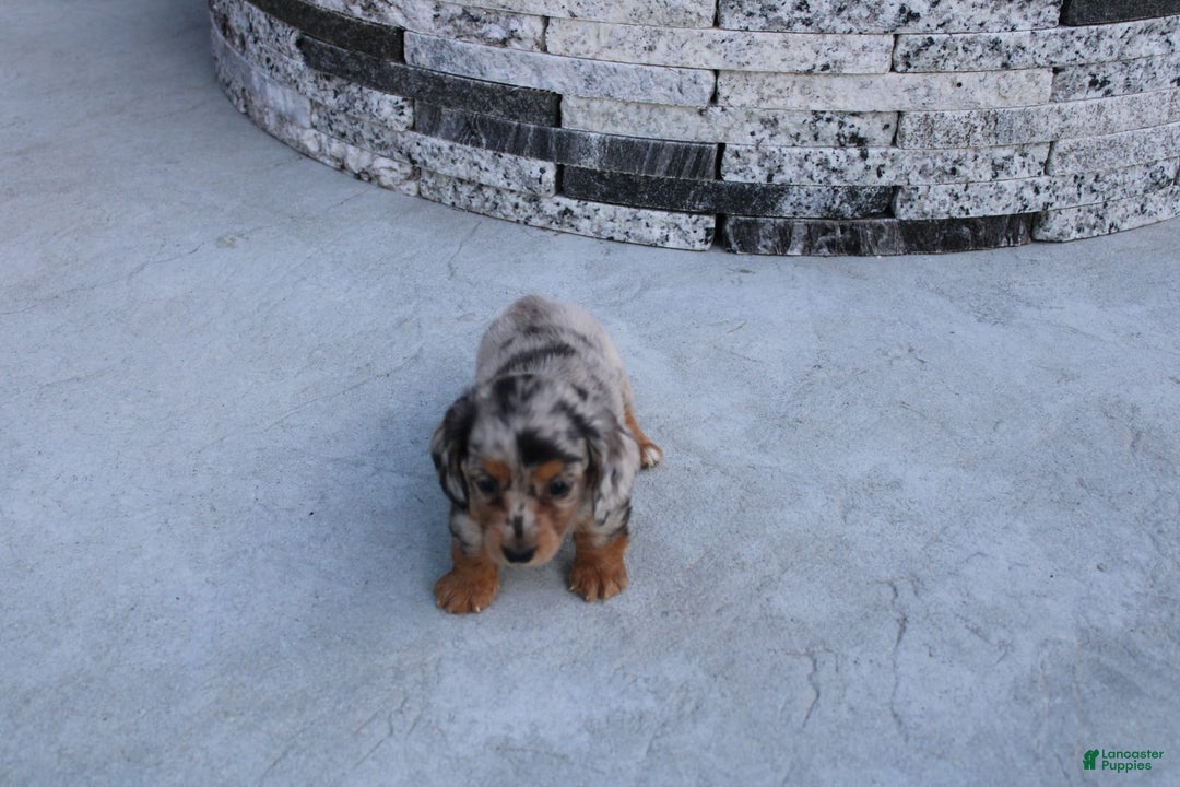 Miniature Dachshund dogs for sale: Carrie Mini - Image 10