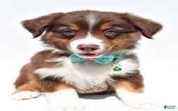 Australian Shepherd dogs for sale: Kody - Image 6
