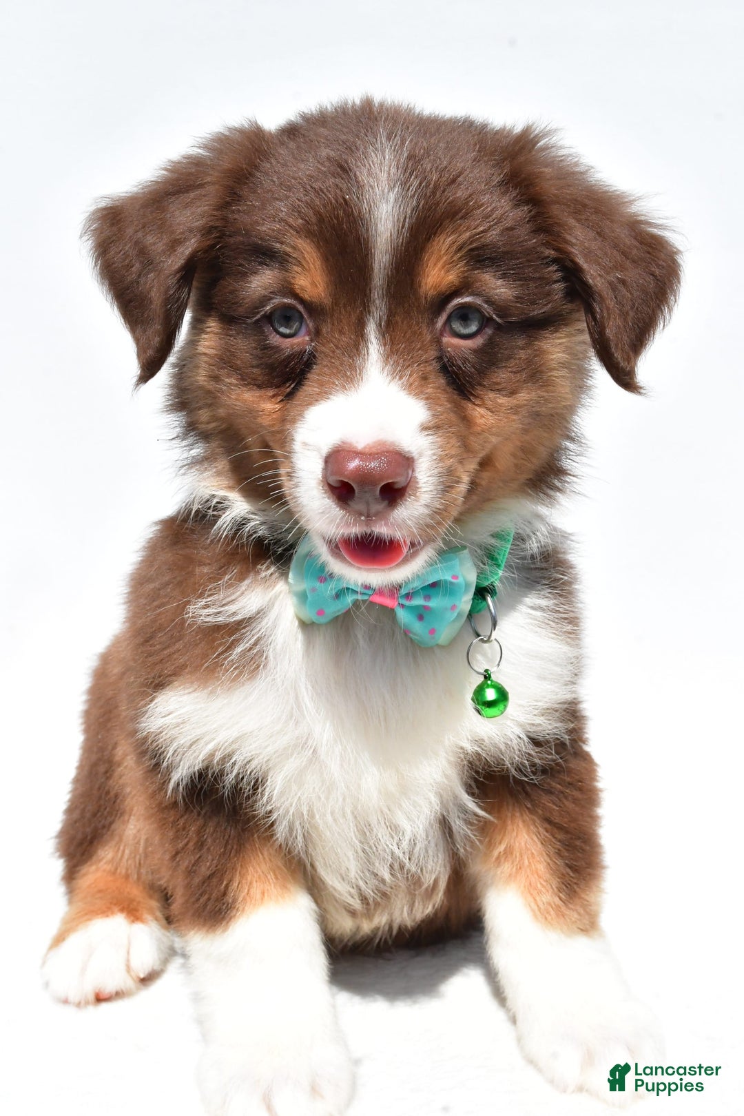 Australian Shepherd dogs for sale: Kody - Image 6