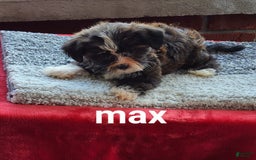 Shorkie dogs for sale: Max - Image 3