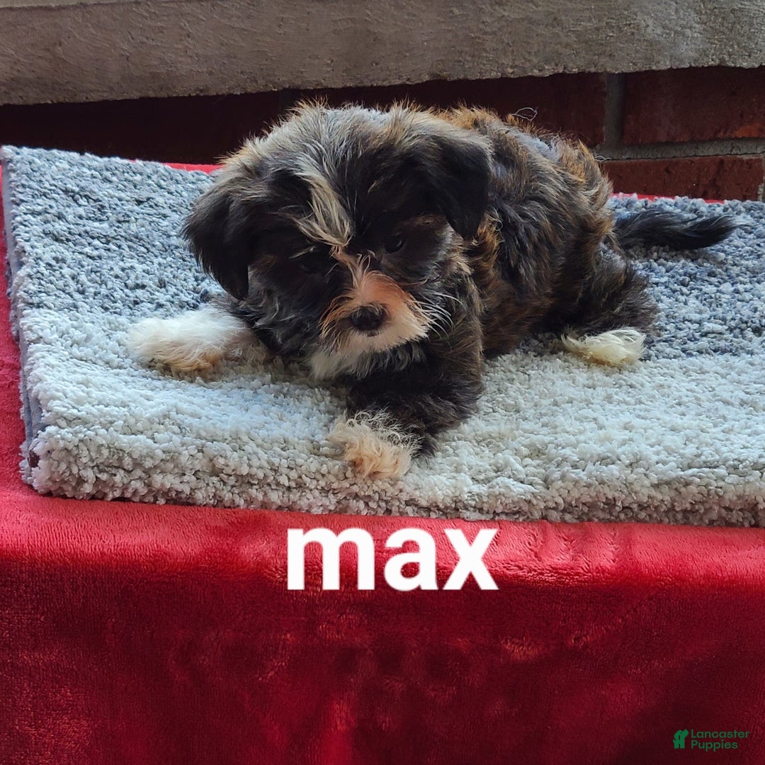 Shorkie dogs for sale: Max - Image 3