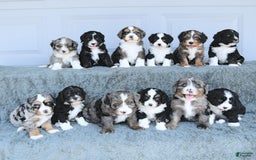 Miniature Bernese Mountain Dog dogs for sale: Twinkle - Image 1